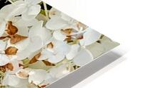 Hydrangea flowers  HD Metal print