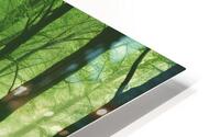 Walking through the forest 36 HD Metal print