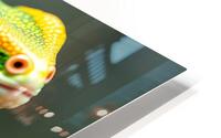 Whimsical Lizard 2 HD Metal print