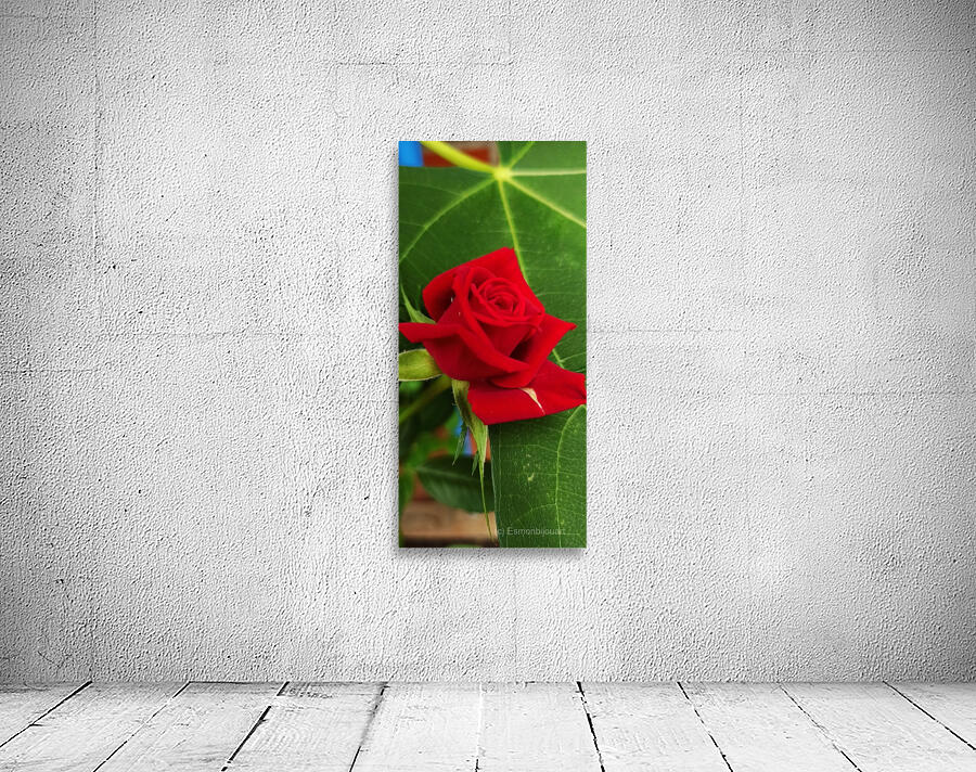 The red Rose 4 Wall Preview
