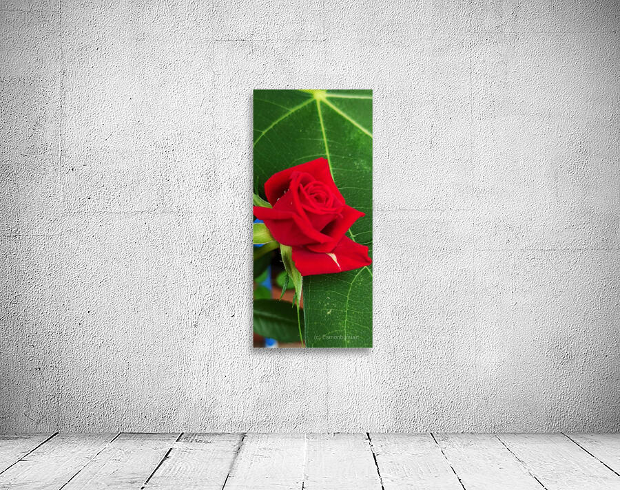 The red rose  Wall Preview