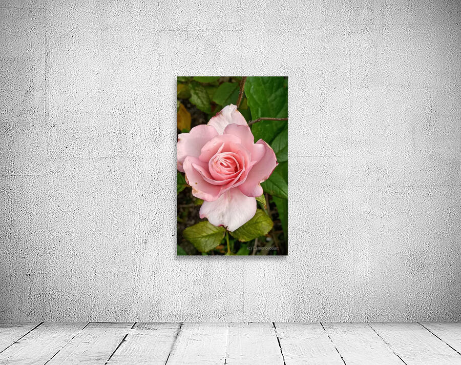 The pink rose  Wall Preview