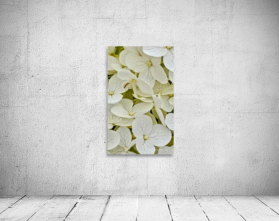 Hydrangea flowers 2 Wall Preview