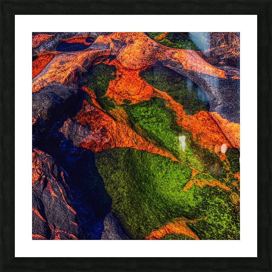 Jurassic Bird in Orange Picture Frame Printing