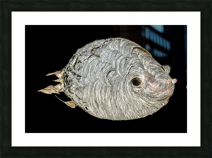 Hornet Fish Picture Frame Printing