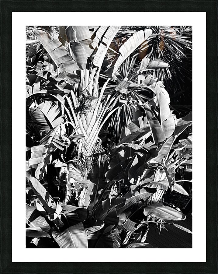 Tropical Shadows Picture Frame Printing