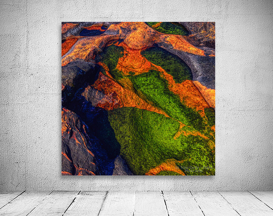 Jurassic Bird in Orange Wall Preview