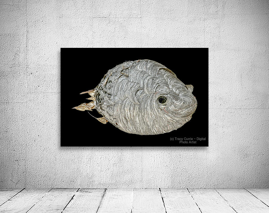 Hornet Fish Wall Preview