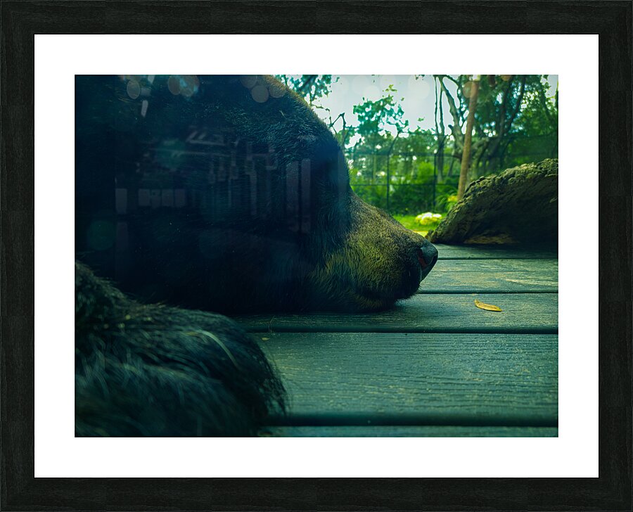Bear On Deck Picture Frame print