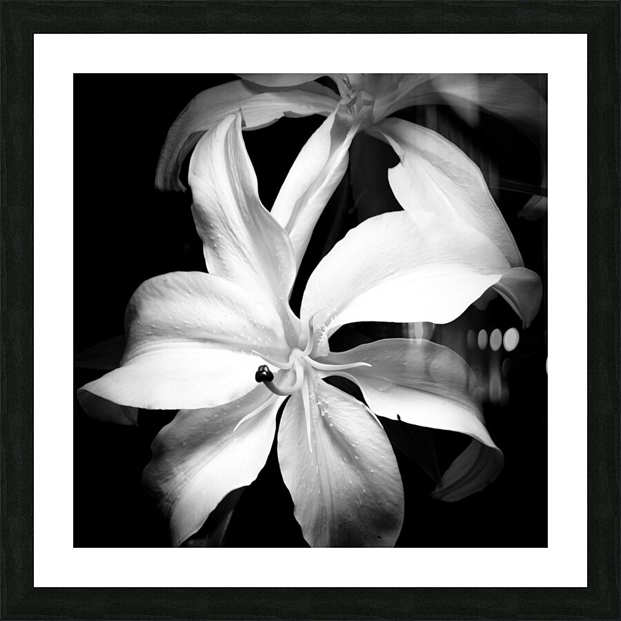 The Lilly Picture Frame print