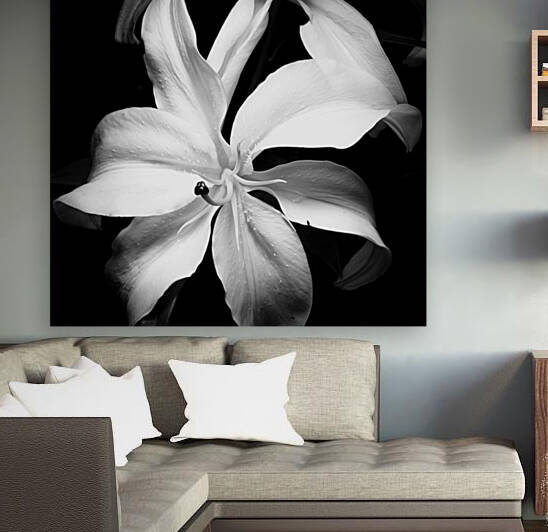 The Lilly by EYE AM STUDIOS