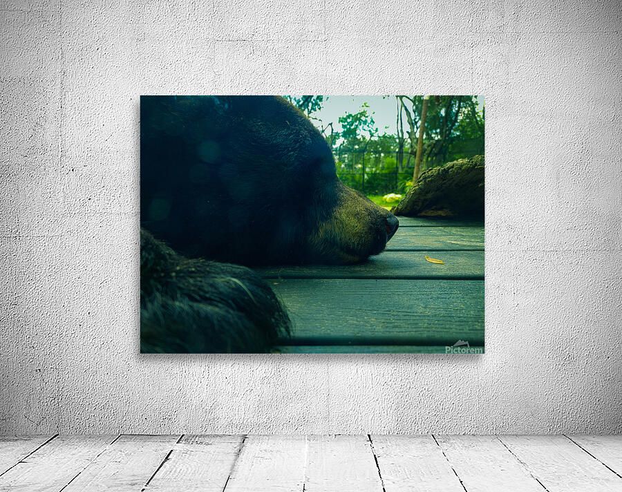 Bear On Deck Wall Preview
