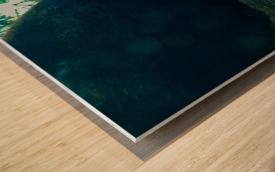 Bear On Deck Wood print