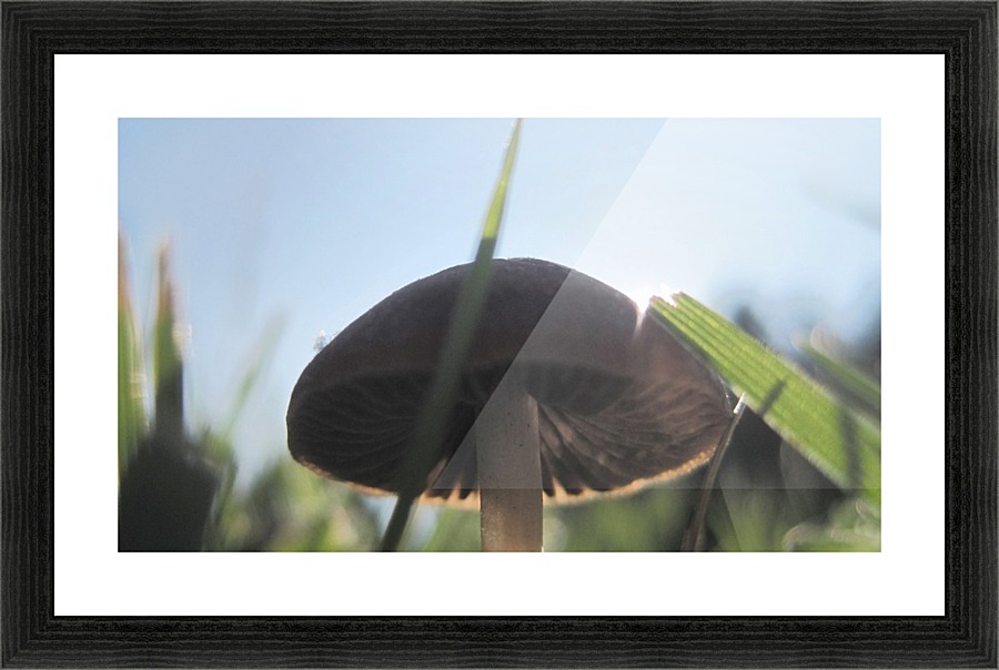 Mushroom Gills Picture Frame print