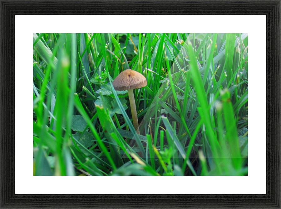 Mushroom 2 Picture Frame print