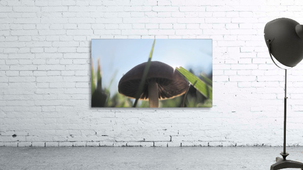 Mushroom Gills Wall Preview