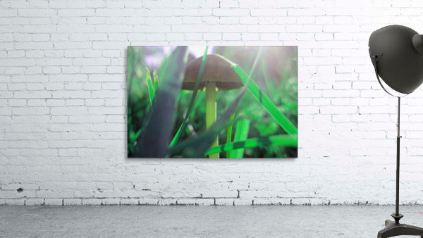 Mushroom 4 Wall Preview