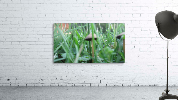 Mushroom 3 Wall Preview