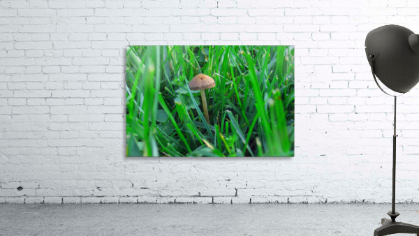 Mushroom 2 Wall Preview