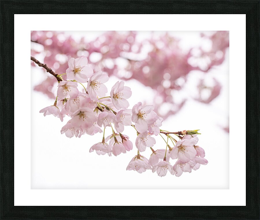 Petals Picture Frame print