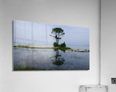 Tree in lake Acrylic Print