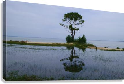 Tree in lake Canvas Print