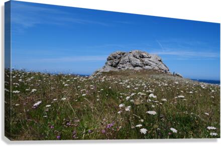 Rock and flowers  Canvas Print