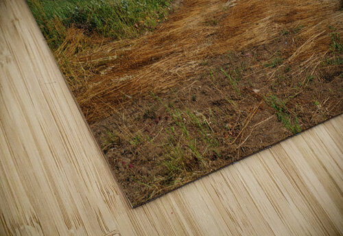 Normandy field Cedric Doz puzzle