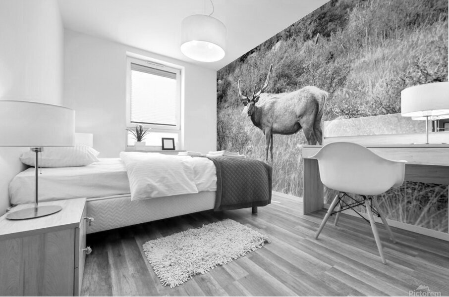CO 2023 Elk1 BW Mural print