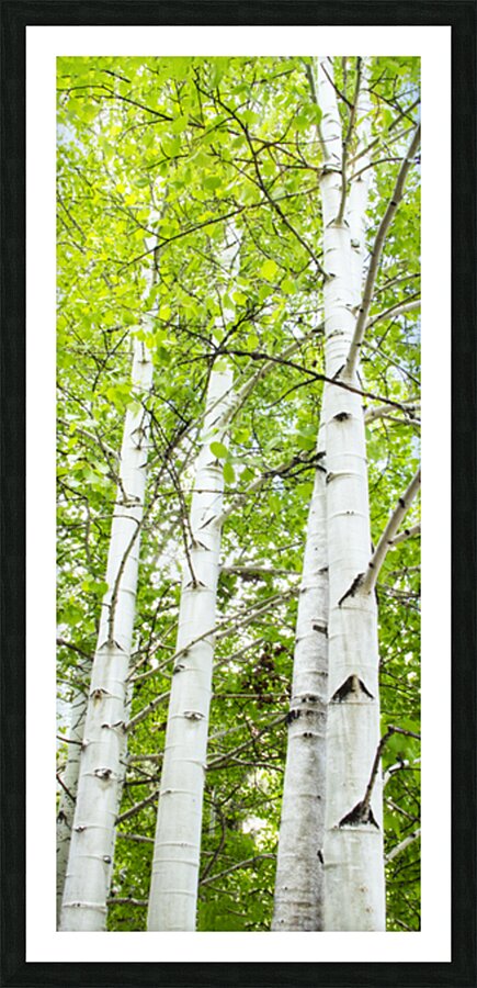 CO 2023 ASPEN Picture Frame print