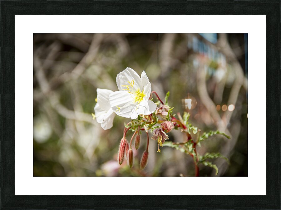CO 2023 CONational Monument flower3 Picture Frame print