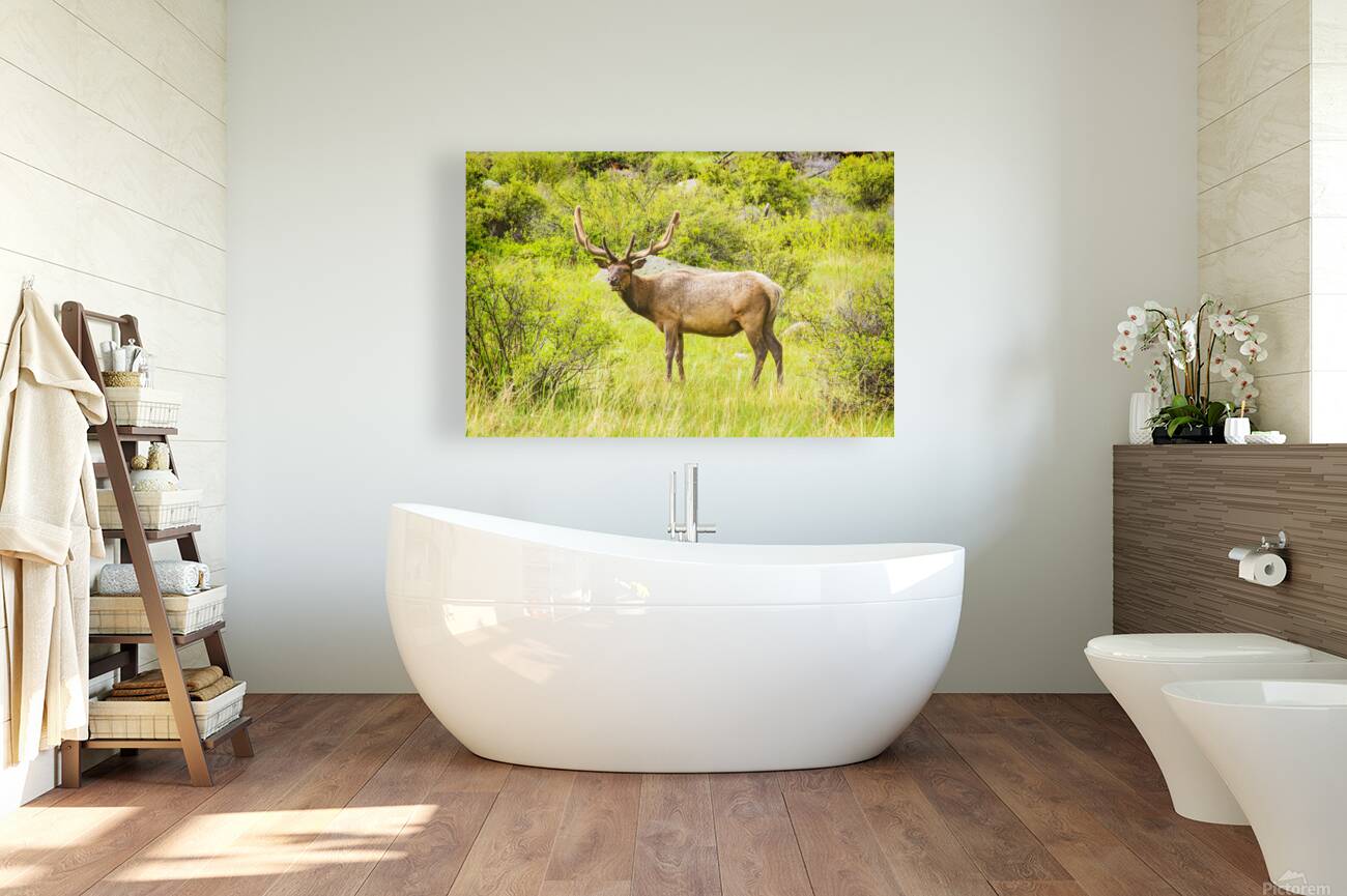CO 2023 Elk1 Reproduction