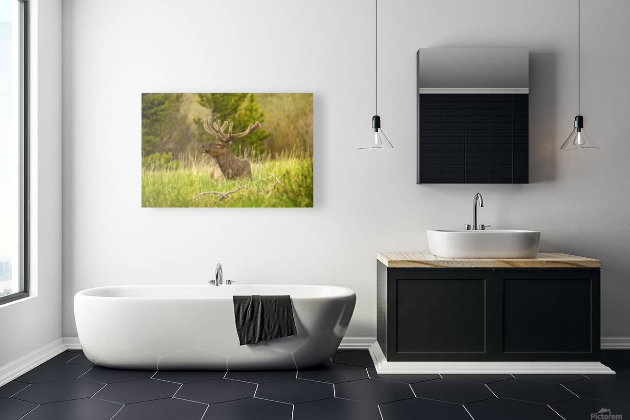 CO 2023 Elk2 Reproduction