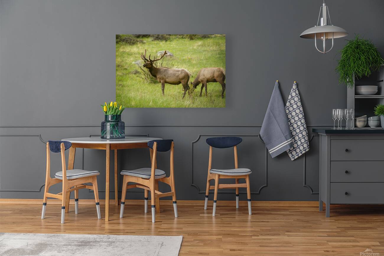 CO 2023 Elk3 Reproduction