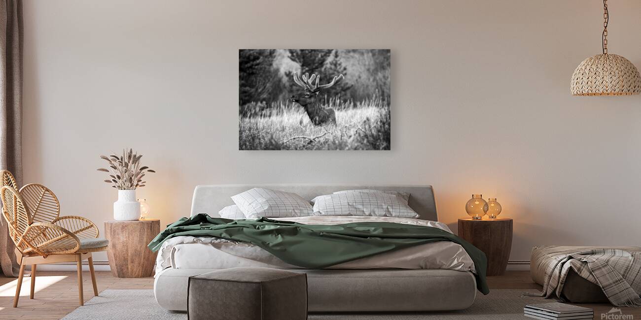 CO 2023 Elk2 BW Reproduction