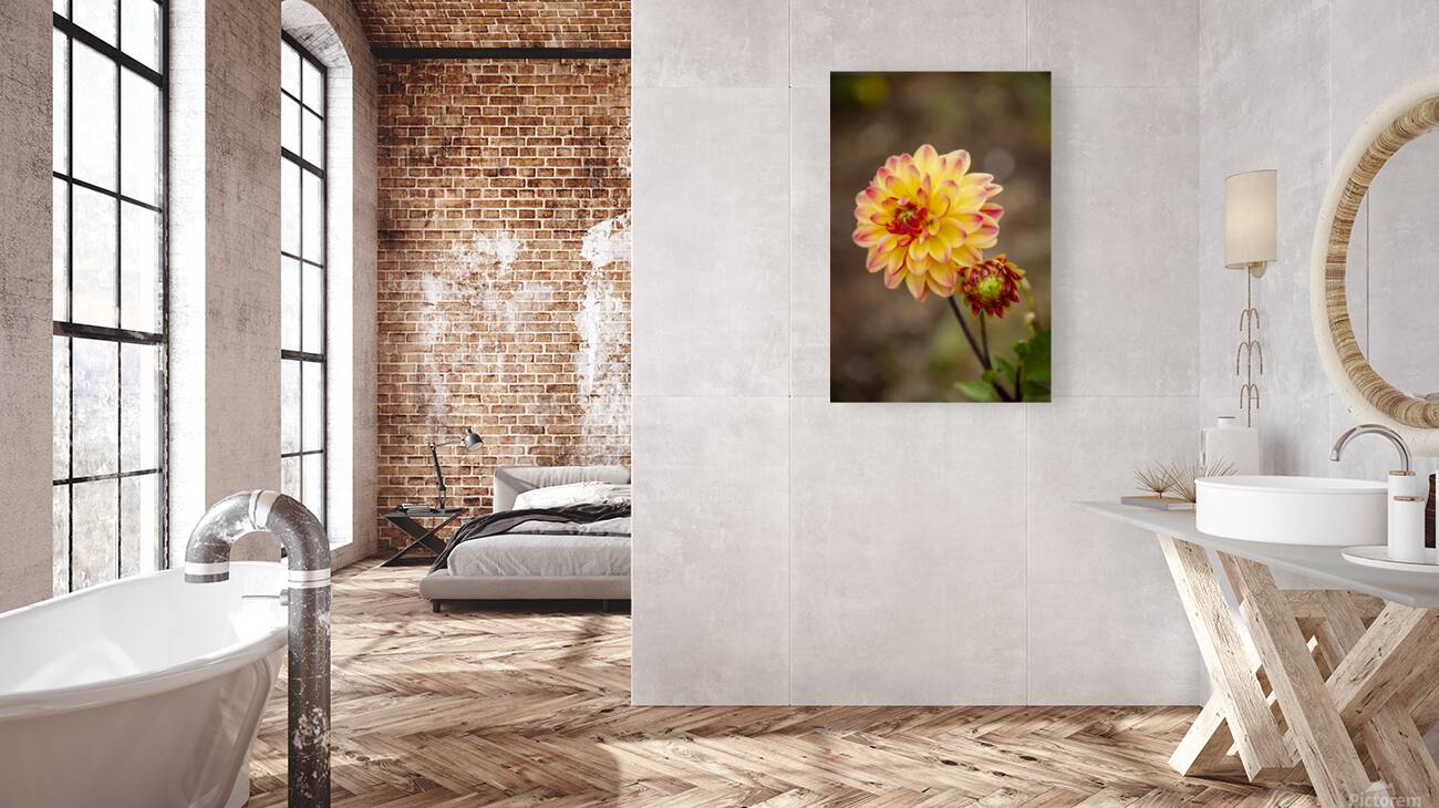 CO 2023 dahlia2 Reproduction