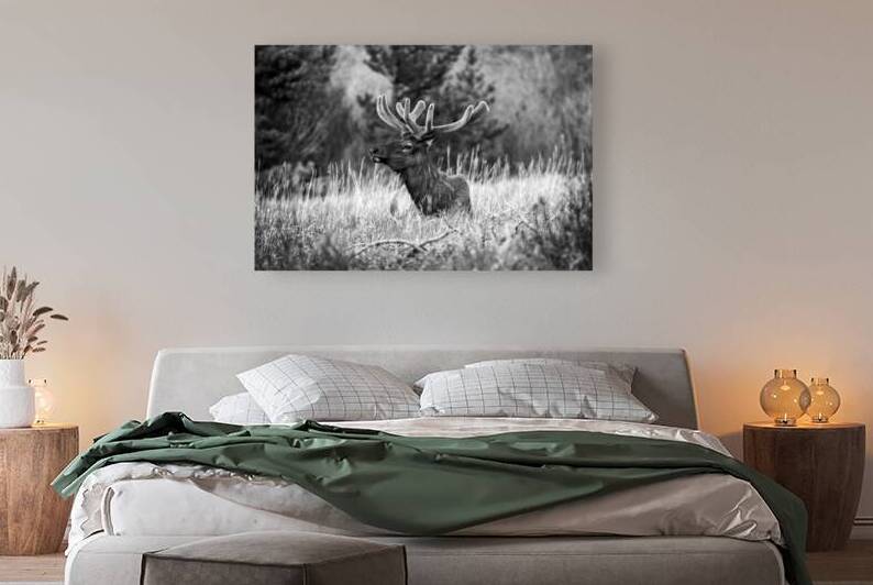 CO 2023 Elk2 BW Reproduction