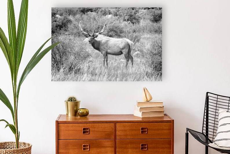 CO 2023 Elk1 BW Reproduction