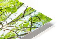 CO 2023 ASPEN HD Metal print