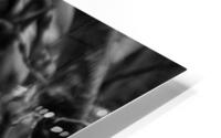 CO 2023 Chipmunk1 BW HD Metal print