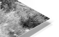 CO 2023 Elk1 BW HD Metal print