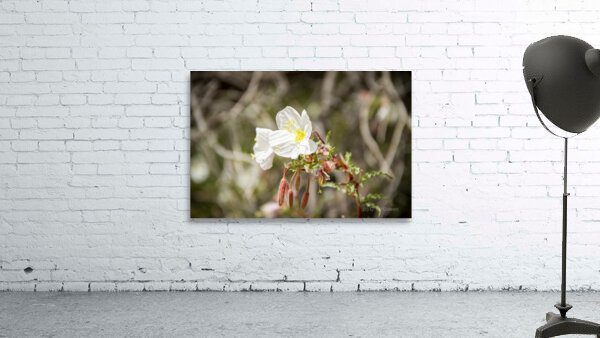 CO 2023 CONational Monument flower3 Wall Preview