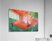 WILD Acrylic Print
