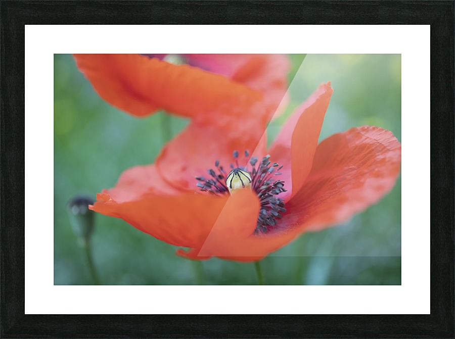 WILD Picture Frame print