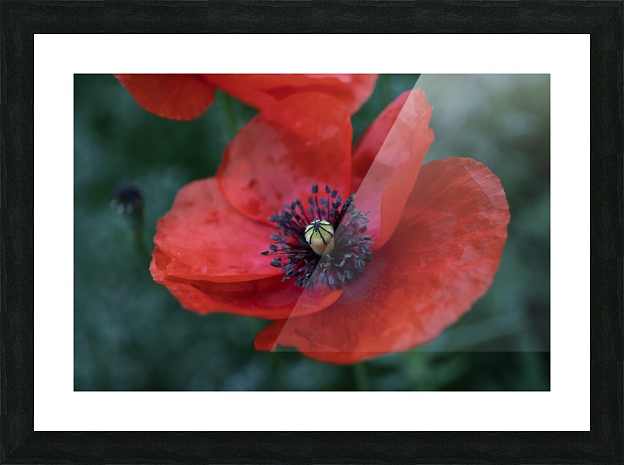 PRECIOUS Picture Frame print