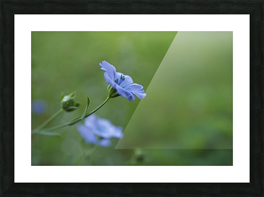 DELICATE  Picture Frame print
