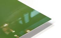 DELICATE  HD Metal print