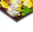 DSC 6499 1 2 Acrylic print