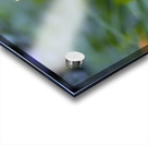 DSC 7633 1 Acrylic print