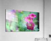 DSC 7644 1 Acrylic Print